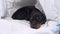 Charming little dachshund puppy sleeps soundly under warm blanket as in cozy burrow. Baby dog is tired after long active