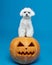 charming little Maltese lapdog with Jack\\\'s lamps. the concept of a festive photo shoot for Halloween in the studio