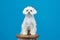 charming little Maltese lapdog. photo shoot in the studio on a blue background