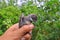 Charming little oriental magpie robin head close up