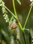 Charming little snail, green grass,