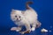 Charming little white kitten three-month with blue eyes posing on a sea background. Kitten with shells and pearls.