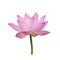 Charming lotus bloom
