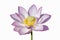 Charming lotus bloom isolated