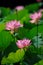 Charming lotus bloom in pond