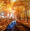 Charming magic captivating landscape with a river between golden-yellow autumn trees and sunlight