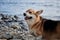 Charming miniature British Shepherd. Pembroke Welsh Corgi tricolor walking on pebbly shore on background of blue sea and a breath