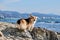 Charming miniature British Shepherd. Pembroke Welsh Corgi tricolor walking on pebbly shore on background of blue sea and a breath