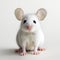 Charming Mouse: A White Precisionism Influence In Science Academia