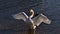 Charming mute swan with white plumage and orange beak standing tall with spread wings in Danube River in Sigmaringen, Germany.