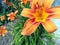 Charming Orange Daylily