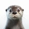 Charming Otter Illustration In Hyperrealistic Style On White Background