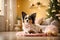 A charming papillon lies on a soft rug in a New Year\\\'s atmosphere