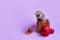 Charming pet. Decorative rat Dumbo is sitting on a wooden box. Lilac background. Christmas red toys. Year of the rat. Chinese New