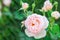 Charming pink English rose Austin in the garden with closed buds.