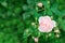 Charming pink English rose Austin in the garden with closed buds.