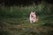 Charming playful corgi in nature. Worlds smallest shepherd dog. Pembroke tricolor Welsh Corgi runs in park on green grass and