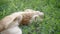 Charming playful ginger Scottish Fold kitten lying on the grass in shade