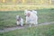 Charming poodle and beaver Yorkshire Terrier on a walk