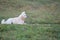 A charming poodle is lying on the grass looking intently into the distance