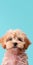 Charming Poodlepunk Dog With Minimal Retouching On Blue Background