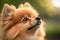 A Charming Portrait of an Adorable Pomeranian Dog