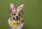 Charming portrait of a cheerful corgi pembroke dog in pink easter bunny ears on a green isolated background