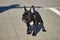 charming puppy of a black French bulldog in sunny weather in the parking lot
