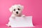 a charming puppy holds in its paws a white sheet of paper with a place for text,on a monochrome pink background,a mockup for an