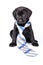 Charming puppy labrador in a necktie