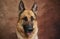 Charming purebred adult dog from kennel of working shepherds. Portrait of German shepherd on studio brown background close up