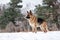 Charming purebred dog on background of green coniferous trees, horizontal picture. Beautiful young girl dog breed German Shepherd