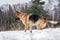 Charming purebred dog on background of green coniferous trees, horizontal picture. Beautiful young girl dog breed German Shepherd