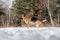 Charming purebred dog on background of green coniferous trees, horizontal picture. Beautiful young girl dog breed German Shepherd