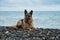 Charming purebred dog posing in nature. Serious dog is resting. German Shepherd lying on pebbly seashore on stones. Walk