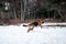 Charming purebred dog on walk in winter snow covered park. German Shepherd black and red color jumps in pure white snow in winter