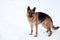 Charming purebred dog on walk in winter snow-covered park. German Shepherd black and red color stands beautifully in pure white