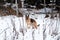 Charming purebred dog on walk in winter snow covered park. Portrait of beautiful Shepherd dog. German Shepherd stands beautifully