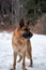 Charming purebred dog on walk in winter snow covered park. Portrait of beautiful Shepherd dog. German Shepherd stands beautifully