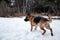 Charming purebred dog walks through snowdrifts and breathes fresh air in park. German Shepherd black and red color on walk in