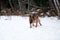 Charming purebred dog walks through snowdrifts and breathes fresh air in park. German Shepherd black and red color on walk and