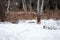 Charming purebred dog walks through snowdrifts and breathes fresh air in park. German Shepherd black and red color on walk in