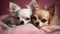 Charming purebred lap dogs, Pomeranian and Papillon, playfully groomed indoors generated by AI