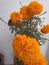 A charming rare seasonal snapshot of orange colored marigold flowers in full bloom