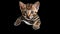 Charming Realism: Bengal Kitten In Photosurrealist Photorealism