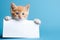 a charming red kitten holds in its paws a white sheet of paper with a place for text,on a plain blue background,a mockup for an