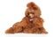 Charming Red Toy Poodle on a white background