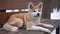 Charming red and white purebred Akita lying on bench sitting up as live camera zoom in. Side angle view portrait of