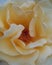 Charming and romantic cream rose