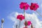 Charming scarlet flowers against blue sky